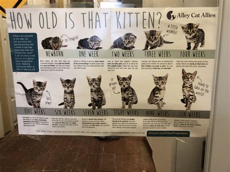 How to tell how old a kitten is : r/coolguides