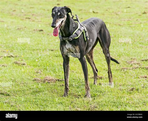 Portrait Of A Lurcher Dog Wearing A Harness Stock Photo Alamy