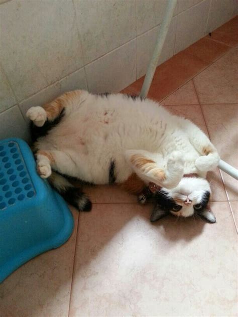 My Fatty Lazy Babella Cat Lovers Cats Fatty