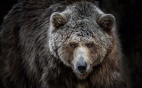 Grizzly Wallpapers High Quality Download Free