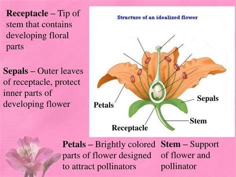 The male and female reproductive systems have different functional structures. PPT - Learning Target: Anatomy of Flowers PowerPoint Presentation, free download - ID:2362949