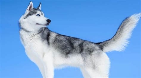 Siberian cats were bred in the u.s. How Much Does A Siberian Husky Cost? - TheGoodyPet