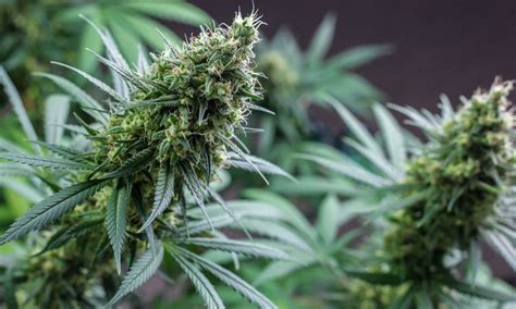 The Best Nutrients For Growing Autoflowers Auto Seeds
