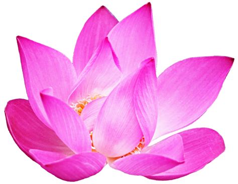 Lotus clipart sacred, Lotus sacred Transparent FREE for download on WebStockReview 2021