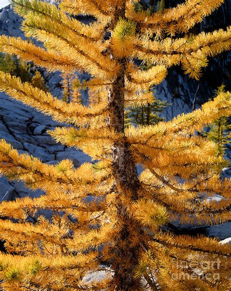 Larch Tree Closeup Photograph By Tracy Knauer