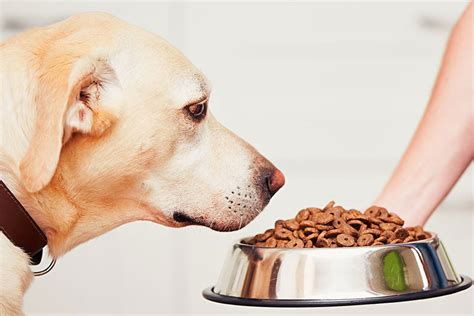 Maybe you would like to learn more about one of these? 2021 Best Dry Dog Foods Reviews - Top Rated Dry Dog Foods