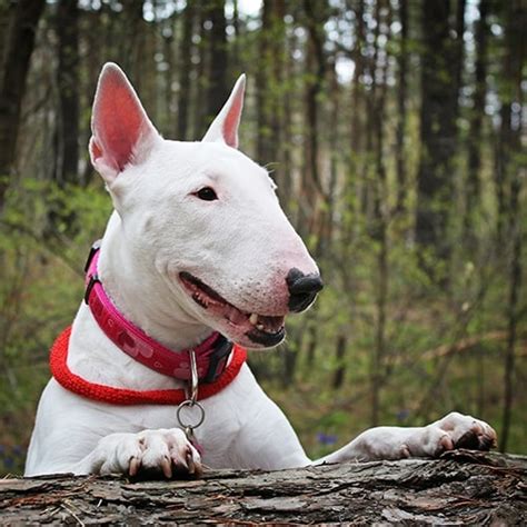 How Much Exercise Does A Bull Terrier Need Online Degrees