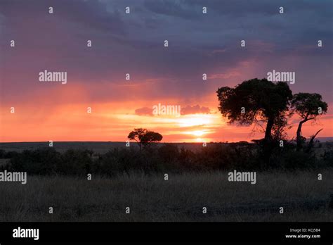 African Sunset With Trees And Brush Silhouettes On Safari In Northern