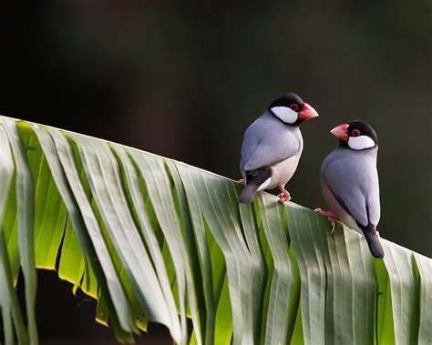 Two Finches Animal Finches Birds Weaverbirds Hd Wallpaper Pxfuel