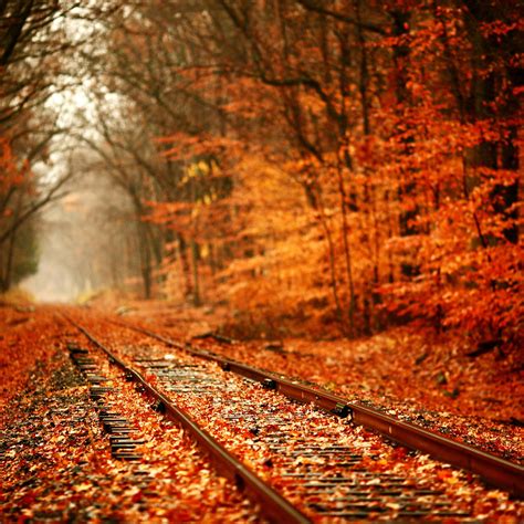 Train Tracks Covered With Autumn Leaves Wallpaper Download 2524x2524