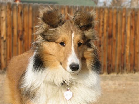 Sheltie Breed Dog Named Soleil Wallpapers And Images Wallpapers