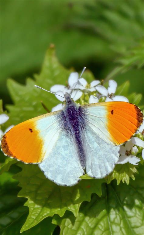 An Orange Tip Butterfly About Wild Animals