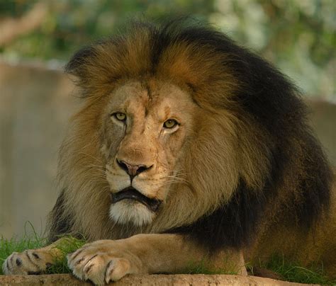 Mighty Lion Photograph By Kathi Isserman Fine Art America