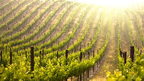 The Meaning And Symbolism Of The Word Vineyard