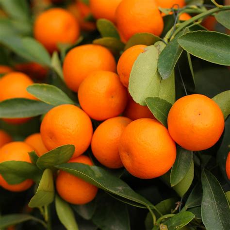 Kumquat Calamondin Buy Now From Fruit Tree Cottage