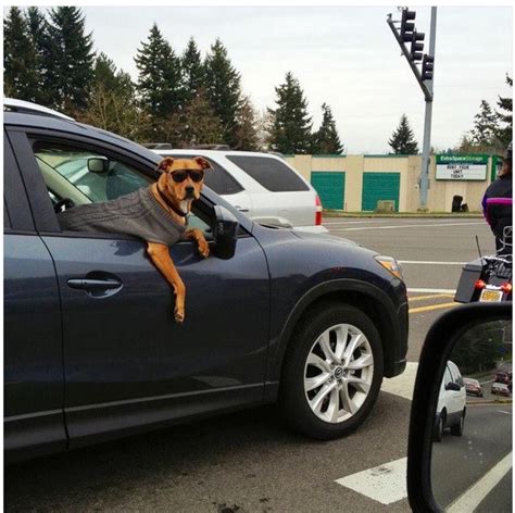 Top 12 Funny Memes Of Dogs In Cars Tail Threads