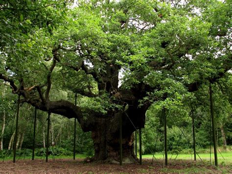 the 1000 year old major oak quercus robur in sherwood forest legend has it robin hood met