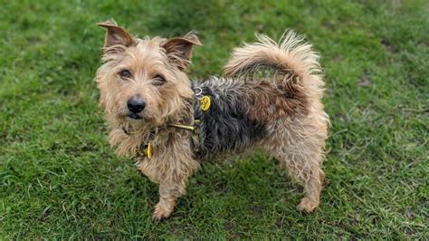 Rescue Dog Terrier Cross Bear Dogs Trust Newbury Berkshire