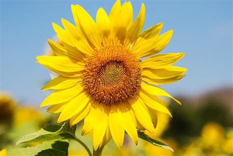 Sunflower In The Field On The Winter Stock Image Image Of Flower