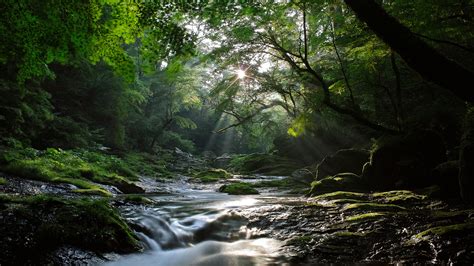 1920x1080 Maples River Sun Rays Nature Light Stream Forest