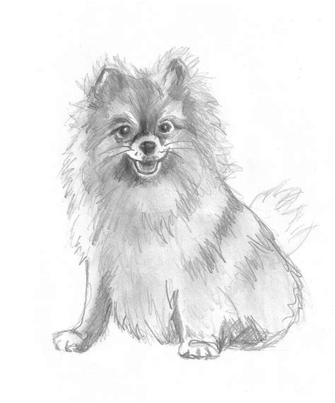 Dog Sketches Pencil Drawings Of Dogs Dog Sketch Dog Drawing