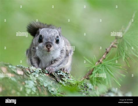 Siberian Flying Squirrel Pteromys Volans Portrait Finland May Stock
