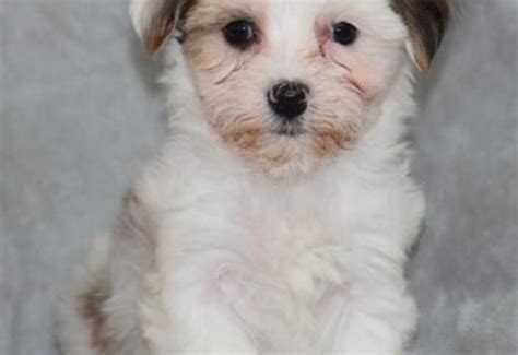 Coton De Tulear Puppies For Sale Cats For Sale Price