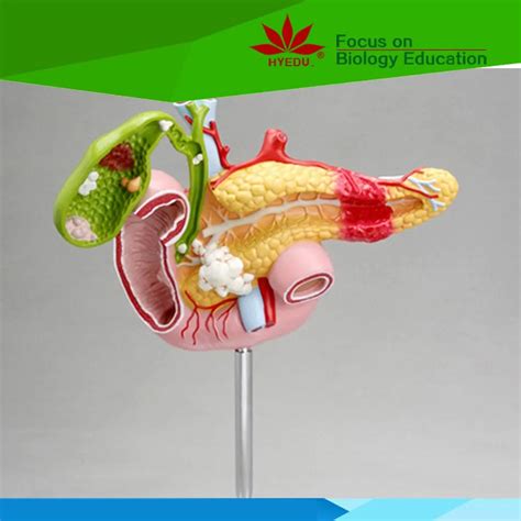 Direct Factory Supplied Human Pancreas Anatomy Model Buy Human