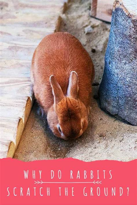 Why Do Rabbits Scratch The Ground A Guide To Rabbit Digging