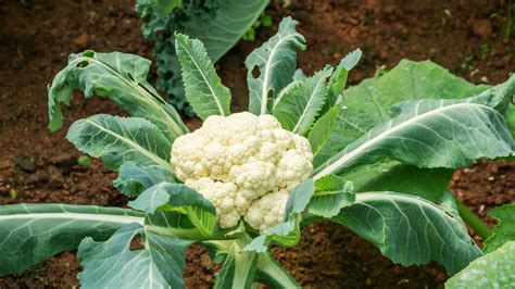 How To Grow Cauliflower In Your Garden Alices Wonderland Nursery