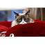 Grumpy Cat The Furry Face Of Many Precious Memes Has Died Aged 7