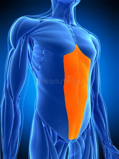 Rectus Abdominis Abdominal Muscles Anatomy Muscles Isolated Stock
