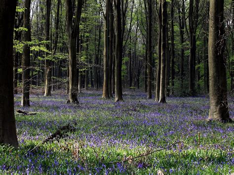 Spring Bluebells And Blackthorn Spring Into Action Weeks Ahead Of Time