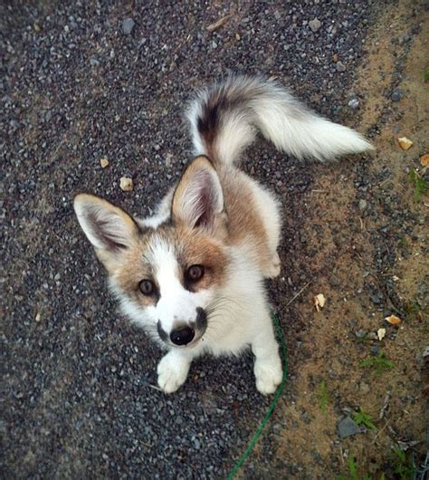 The Canadian Marble Fox I Just Found Out That This Fox Existed And I Am