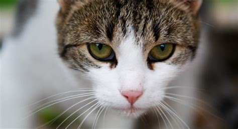 Members of a feral cat colony can include cats that have strayed after living with human caretakers as well as their offspring, which have had little human contact or none at all. Progress made but city's feral cat problem remains | The ...