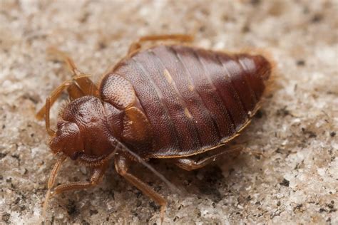 Bed Bugs Richardson Pest Solutions