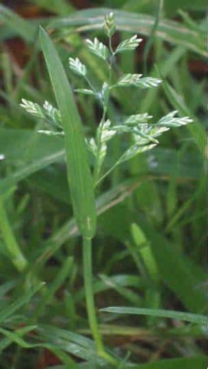 Annual Meadow Grass In Turf