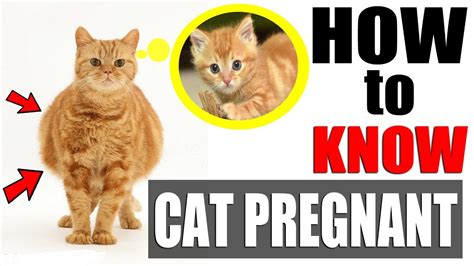 How Do You Know If A Cat Is Pregnant Or Just Fat Brewqr