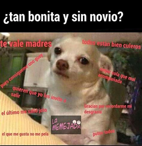 Tan Bonita Y Sin Novio Memes Perrito Humorsin Memes Divertidos