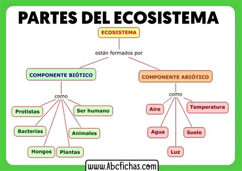 Componentes De Un Ecosistema Y Sus Partes Abc Fichas