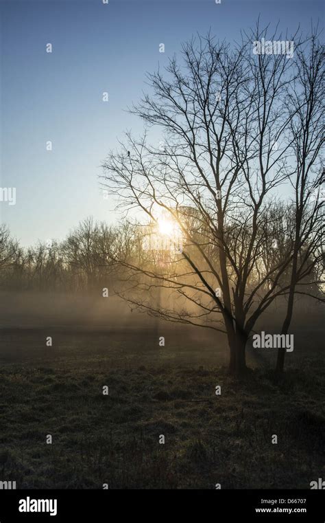 Early Morning Sun In The Green Forest Stock Photo Alamy