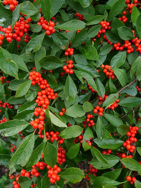 Ultimate Guide To Winterberry Holly Proven Winners
