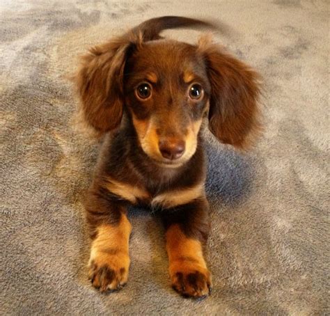 Cutest Puppy Wiener Dogs Daschund Puppies Wiener Dog Puppies