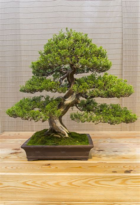 Amazing Bonsai Trees For Garden Of The Decade The Ultimate Guide