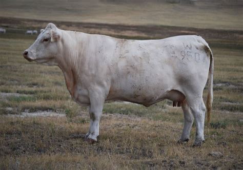 Charolais Cattle Essential Facts And Breed Information