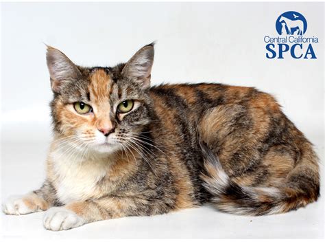 Bow Is A 9 Year Old Female Torbie Domestic Shorthair Central