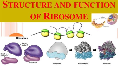 Ribosomes Ribosome Structure Functions Of Ribosomes Youtube
