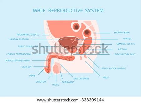 Male Reproductive System Vector Illustration Stock Vector Royalty Free