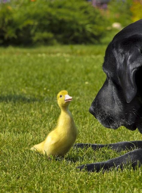Dog And A Duck Stock Image Image Of Patient Little 21950257
