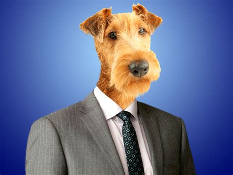 Suits As Dogs Usa Network